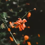 Aventora *